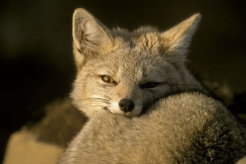 Grey Fox Patagonia