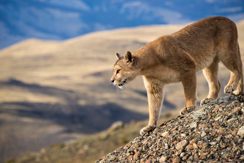 Puma in Torres del Paine