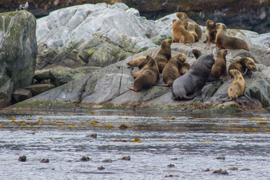 Sea Lions Torres del Paine