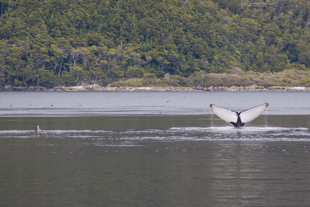 Whales in Torres del Paine