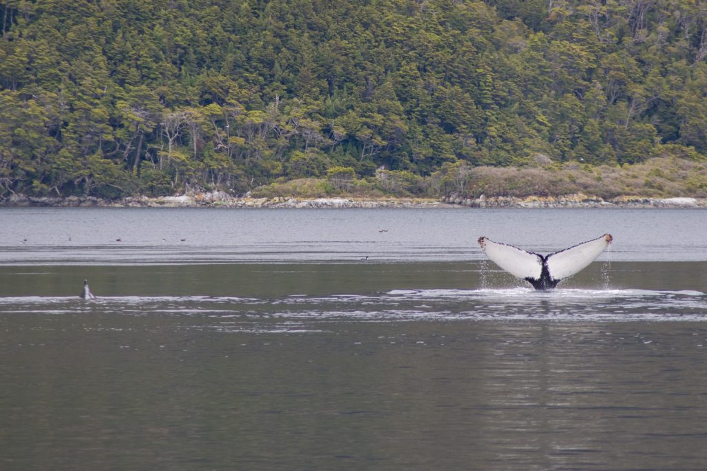 Whales in Torres del Paine