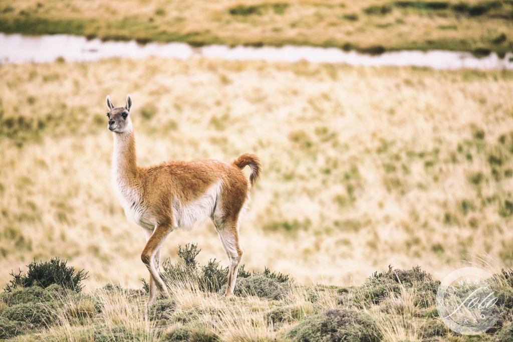 Guanaco in alert is the puma approaching Patagonia