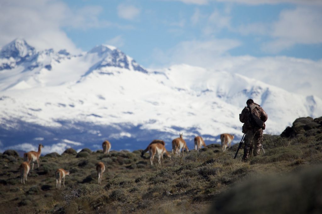 Herds of Guanacos Patagonia