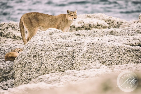 Puma Madre Y Cachorro