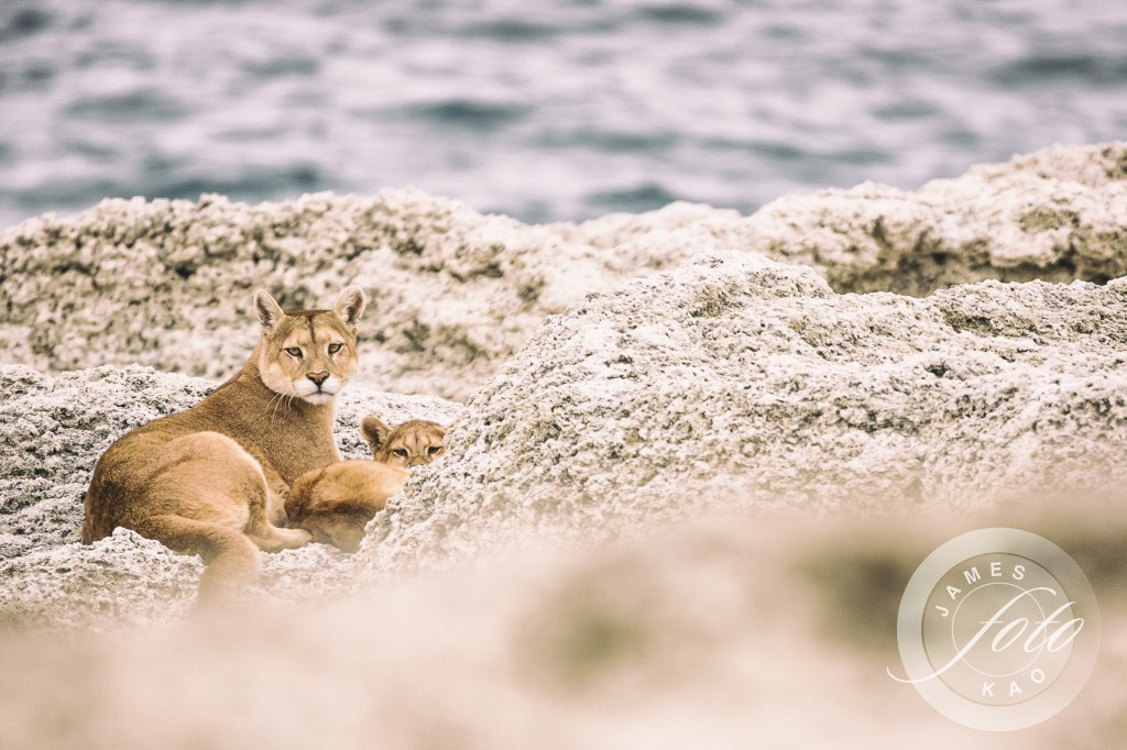 Mother Puma and her cub are watching us Patagonia