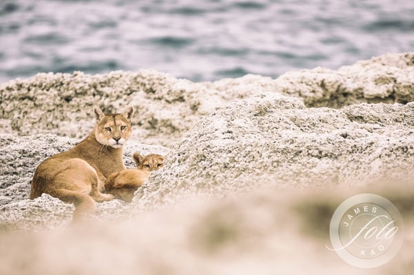 Puma Madre y Cachorro