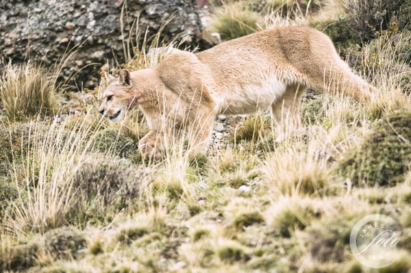 Puma Torres del Paine