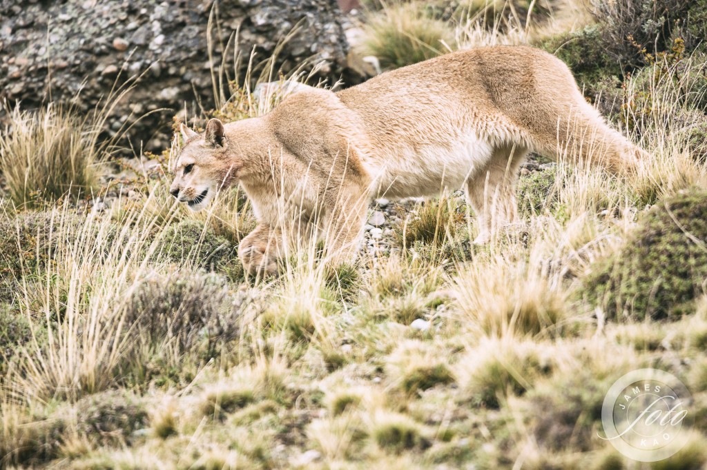 A puma is walking Patagonia