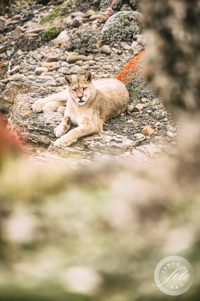 It seems the puma is staring at us in Patagonia