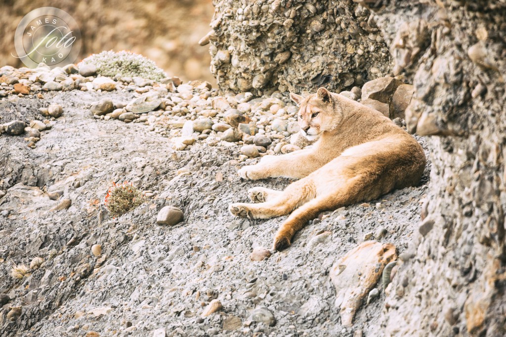 The puma is guarding his cave's entrance Patagonia