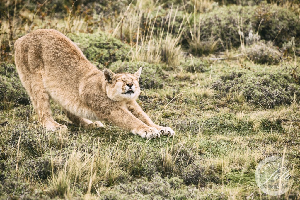 A puma is stretching Patagonia