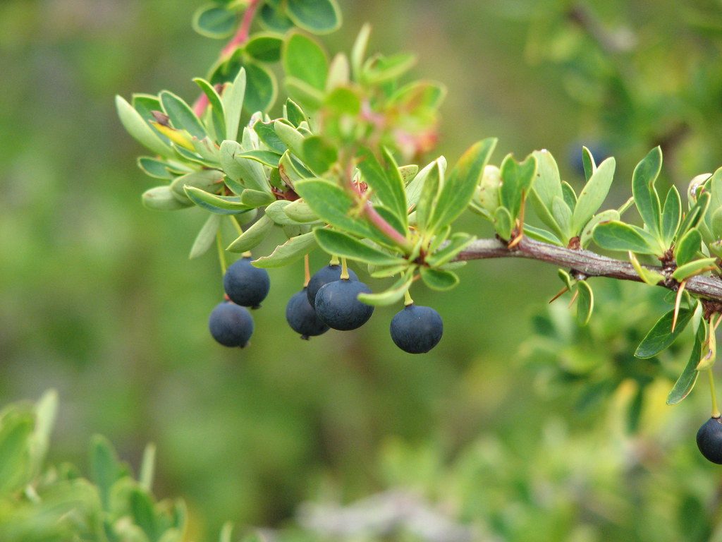 calafate berries Patagonia