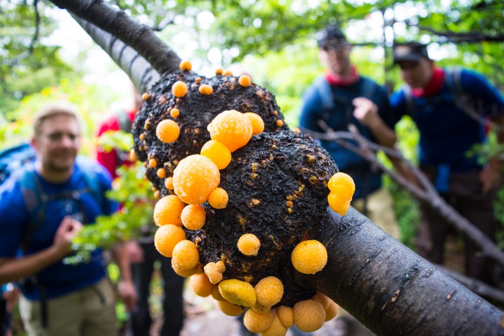 Darwin's fungus