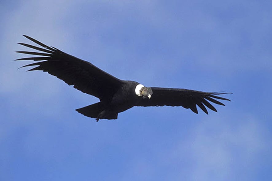 Condor 