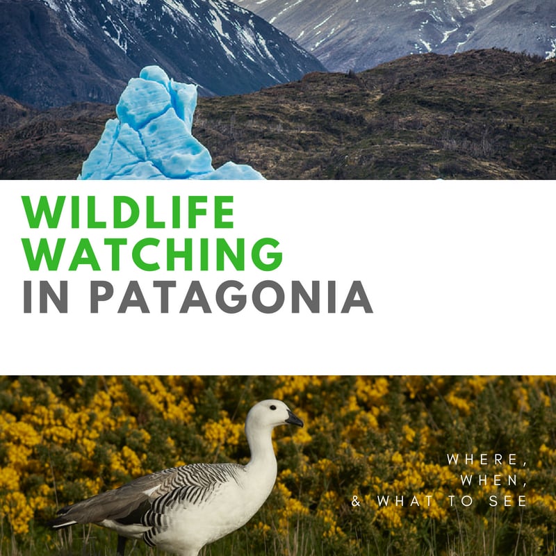 Wildlife Watching in Patagonia