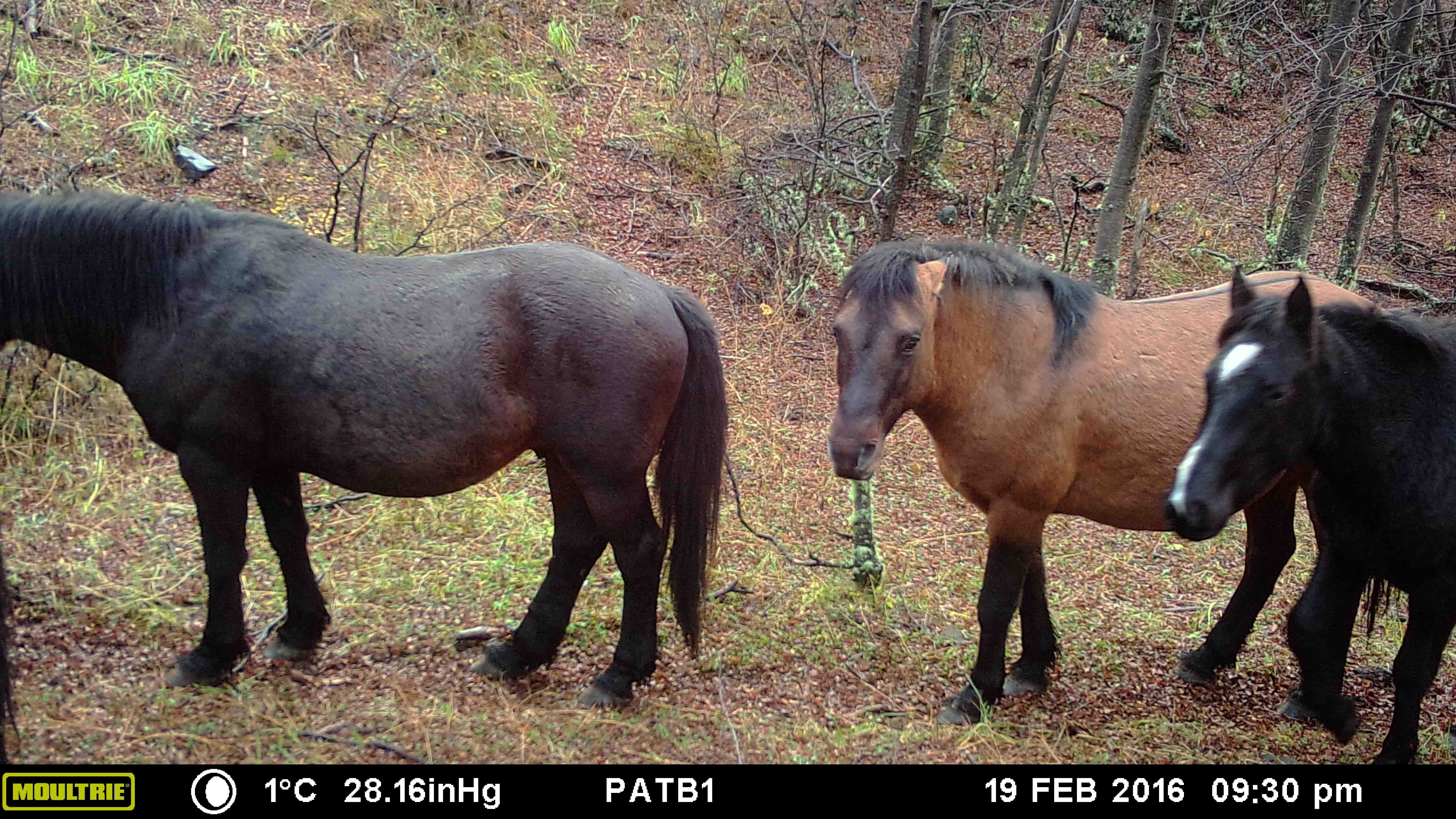 Caballos Salvajes en Patagonia