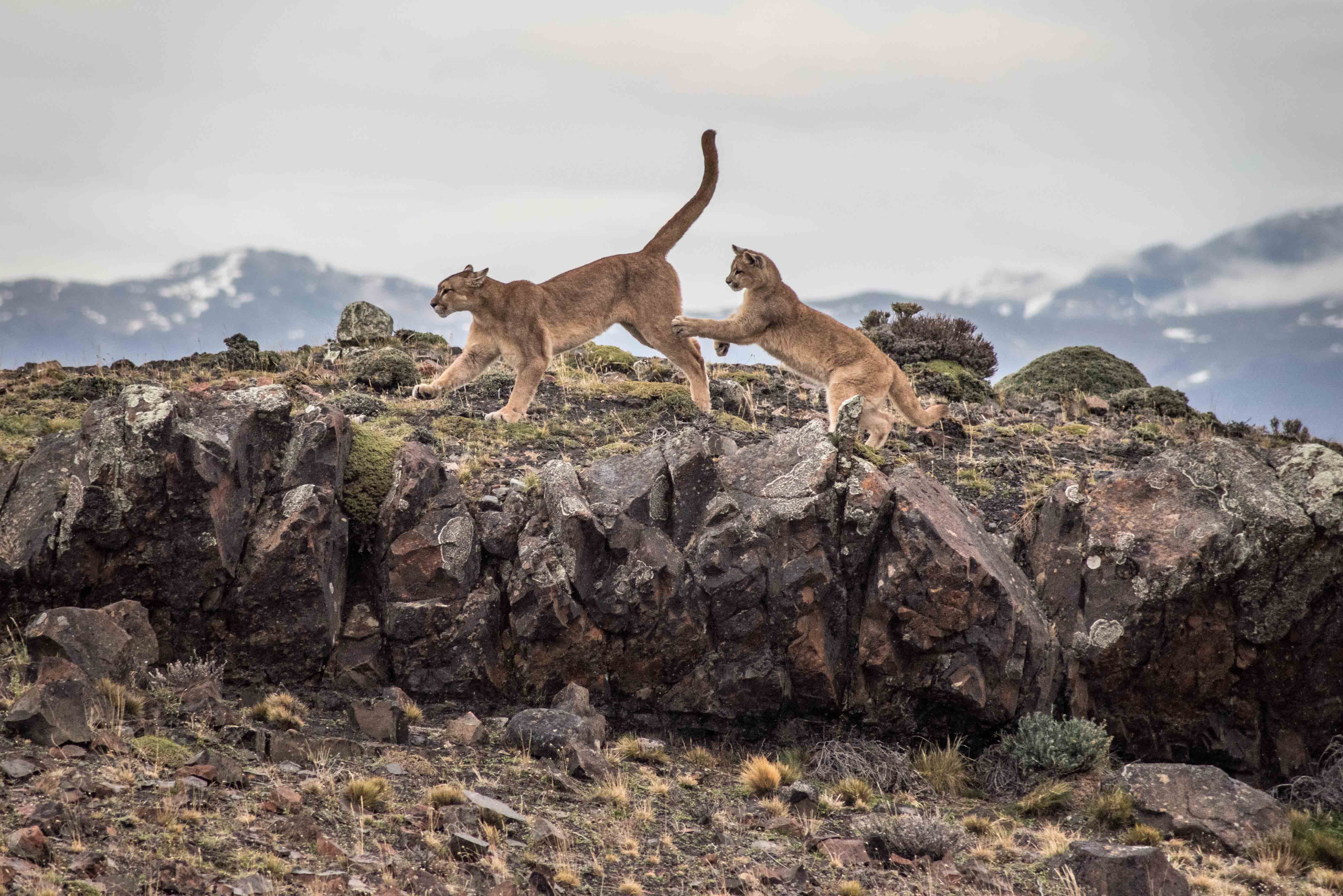 Pumas Patagonicos