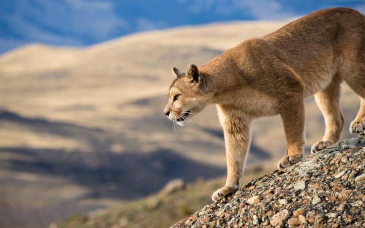 Animals Patagonia