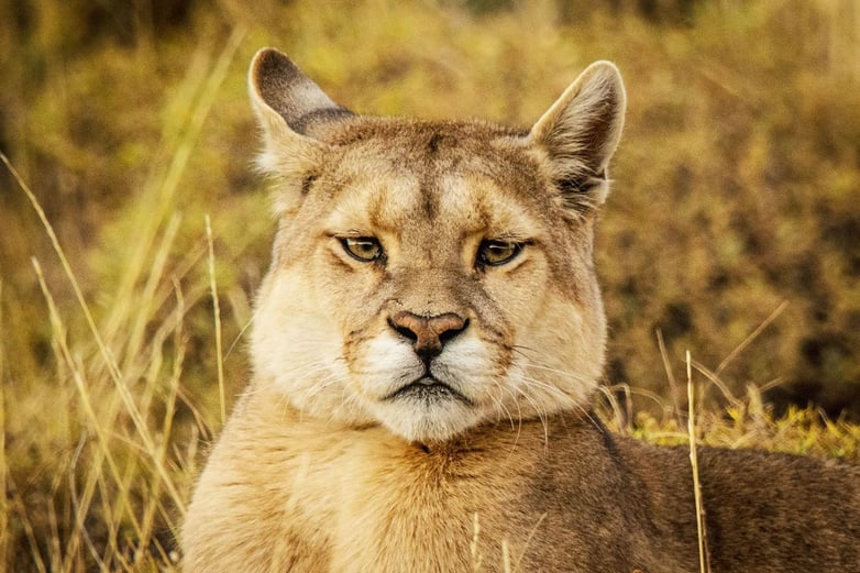 Puma Portrait