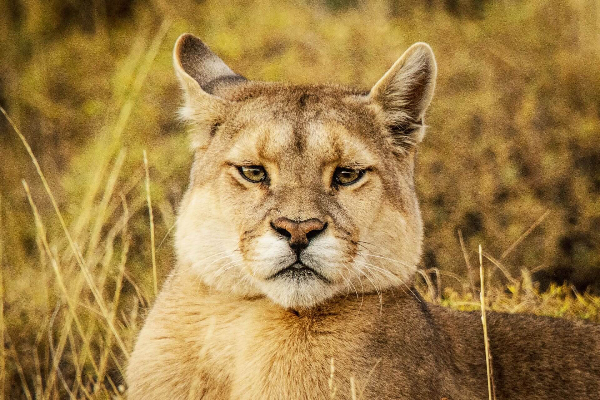 Puma Portrait Torres del Paine