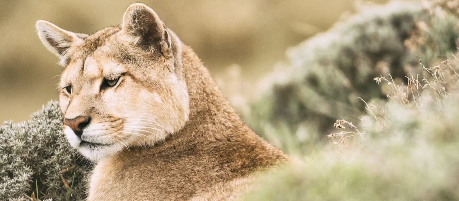 Puma in Torres del Paine 2-1