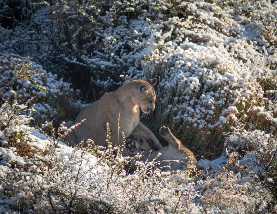 puma estancia laguna amarga-2