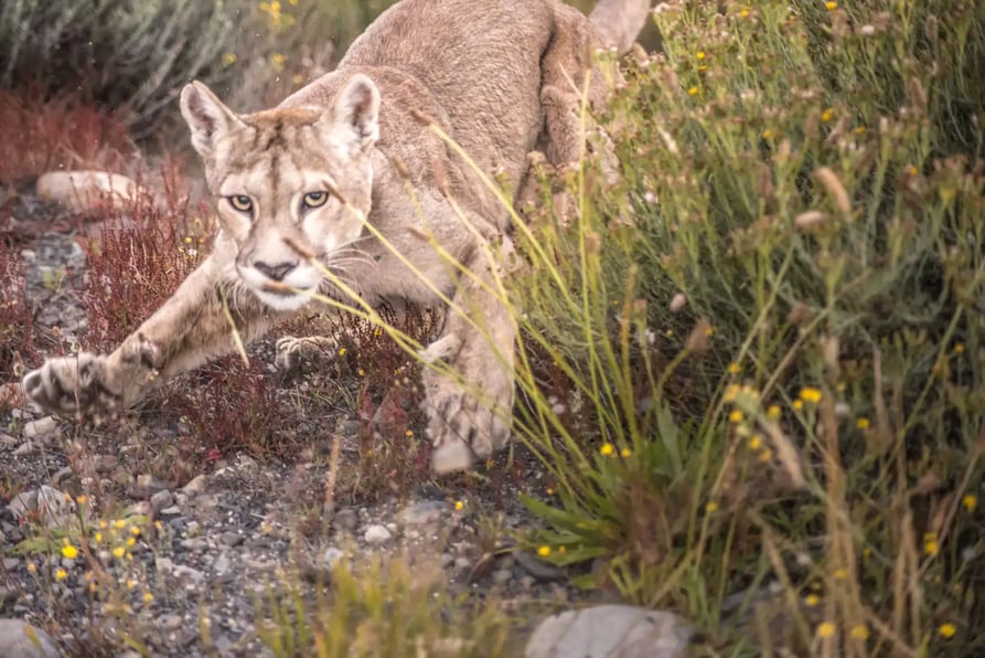 Puma Atacando