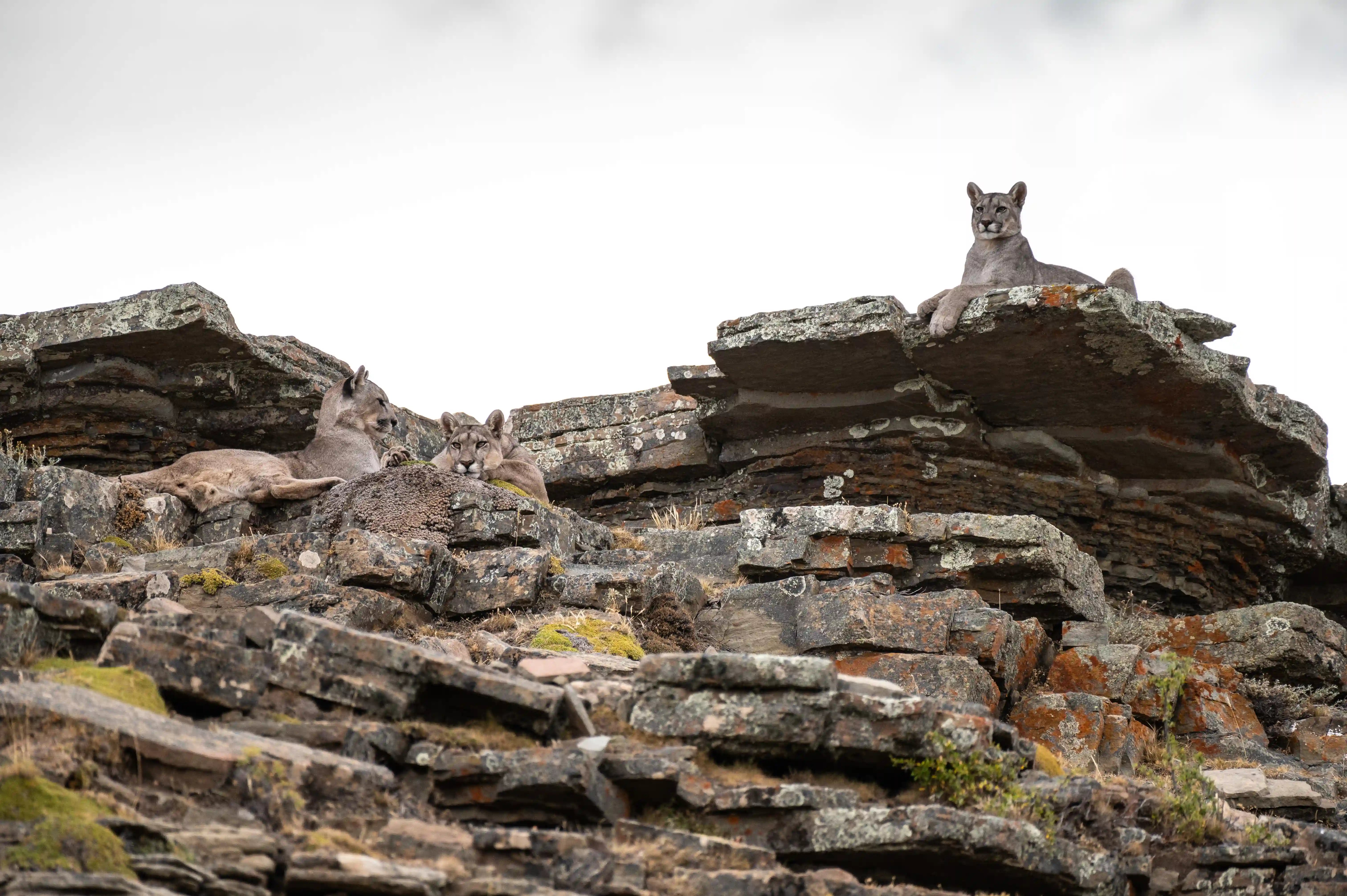 Tracking pumas in Patagonia