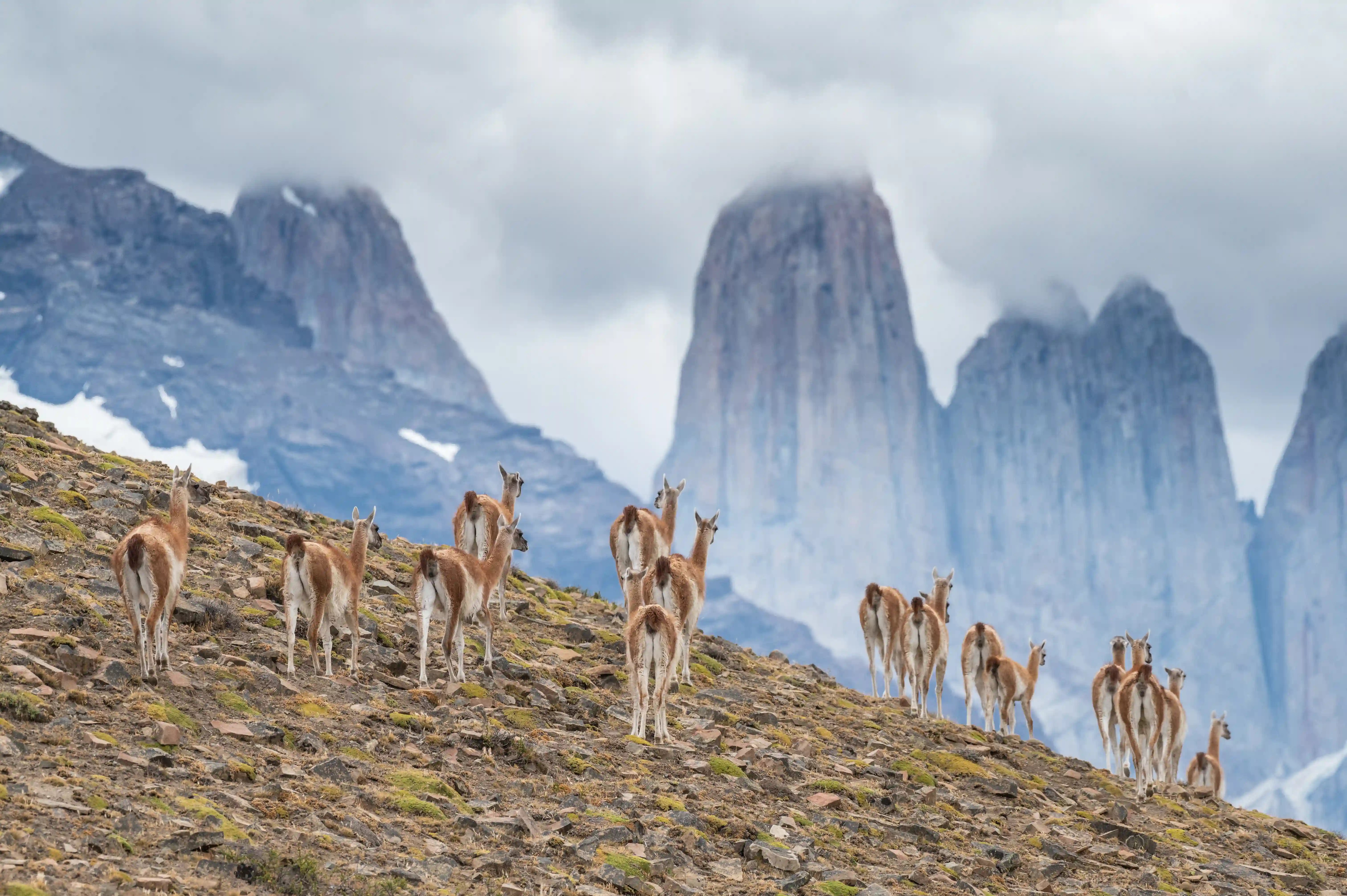 Guanacos in Torres del Paine