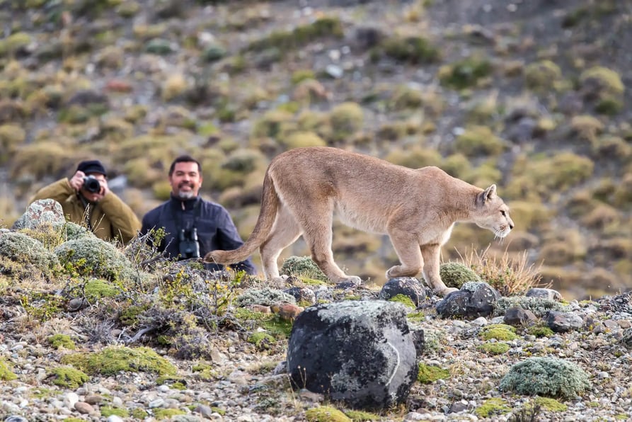 Puma en Torres del Paine 