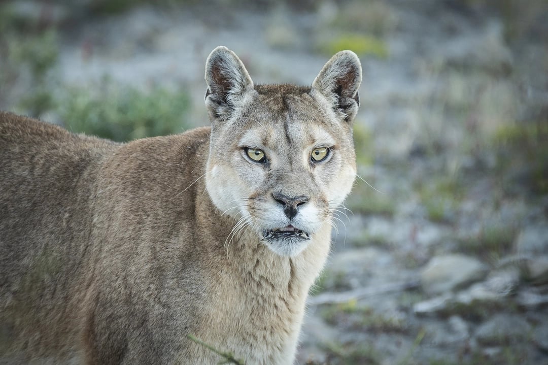 Puma en Torres del Paine