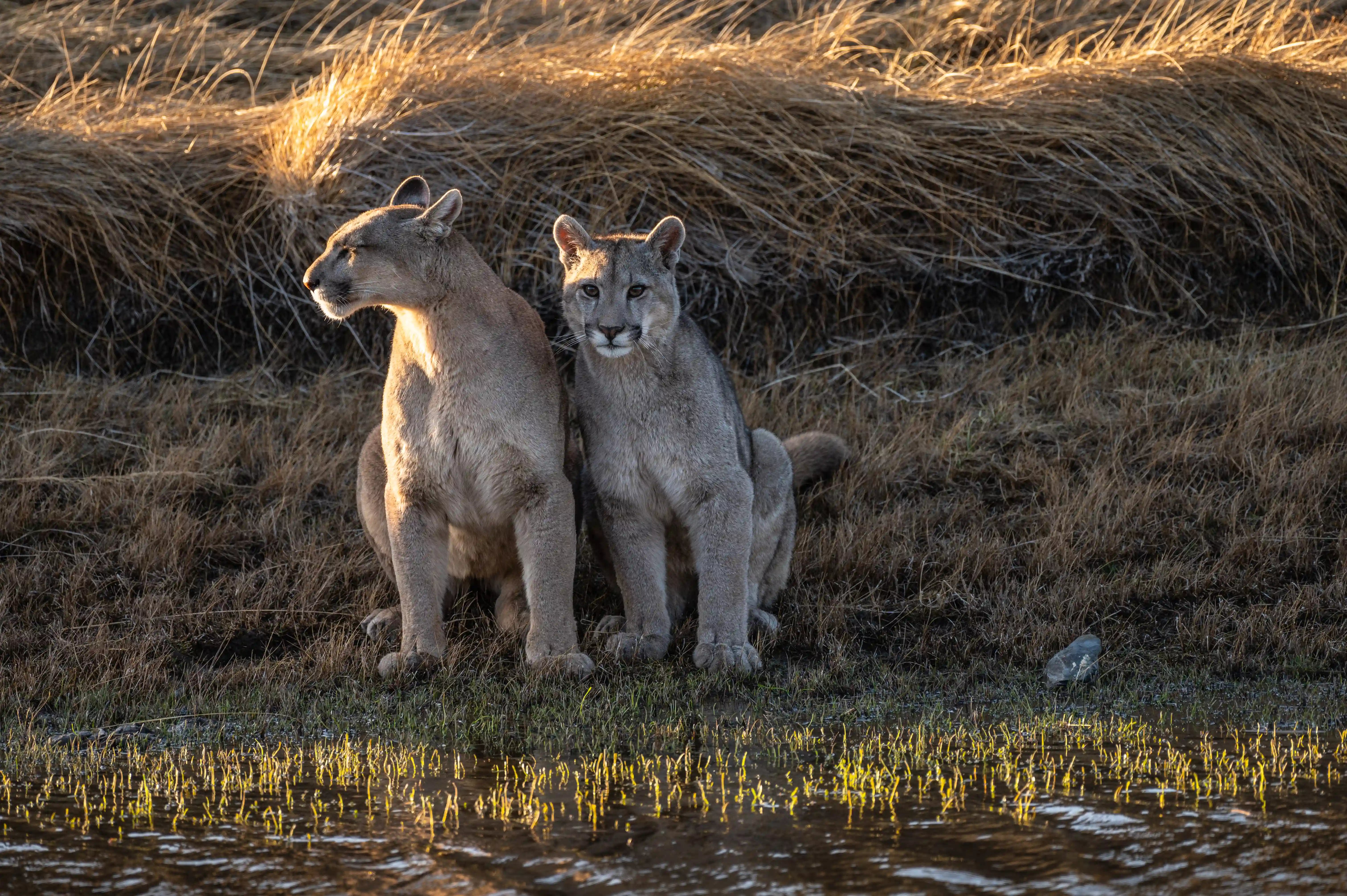 Pumas in Patagonia