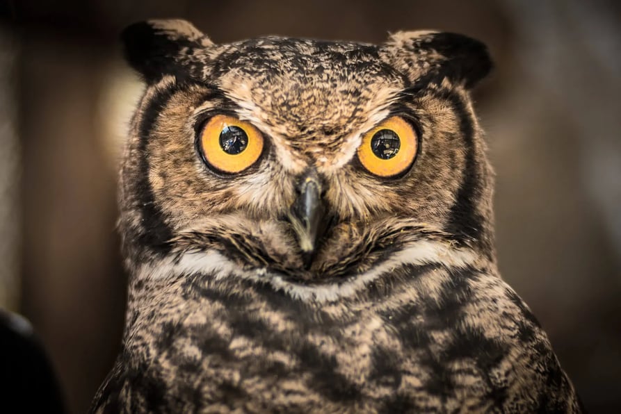 Tucuquere - Less Horned Owl