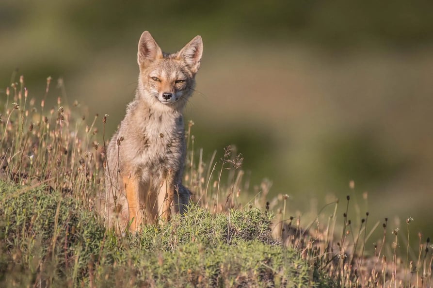 Zorro Gris en Patagonia