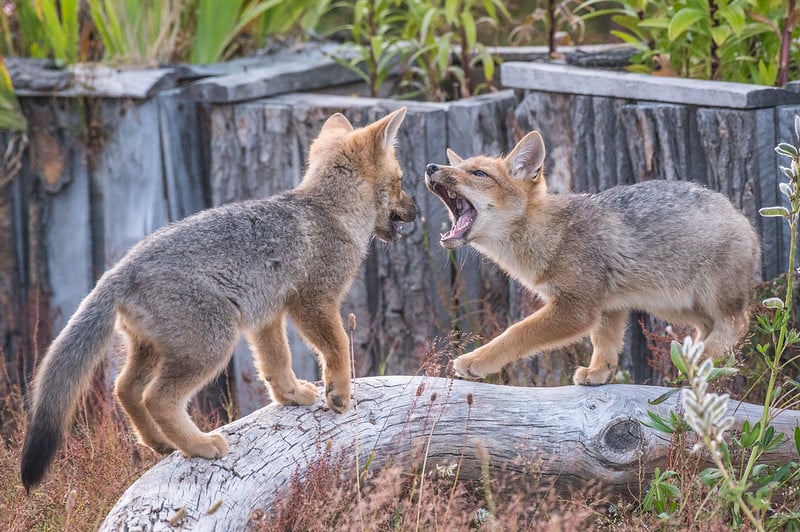 baby fox - ecocamp patagonia