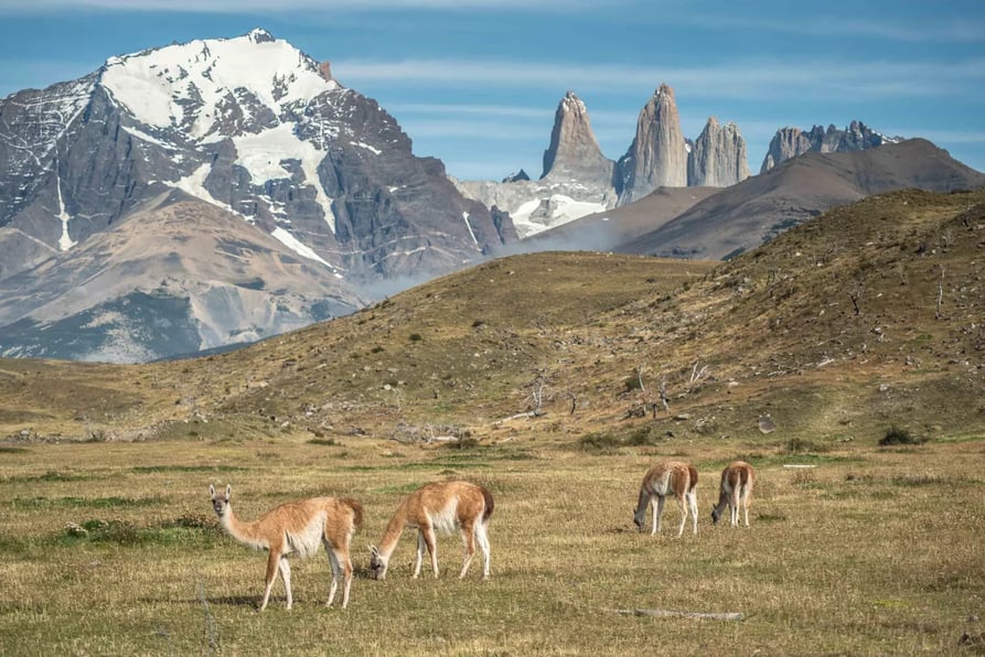 18 - Guanacos in Laguna Azul area
