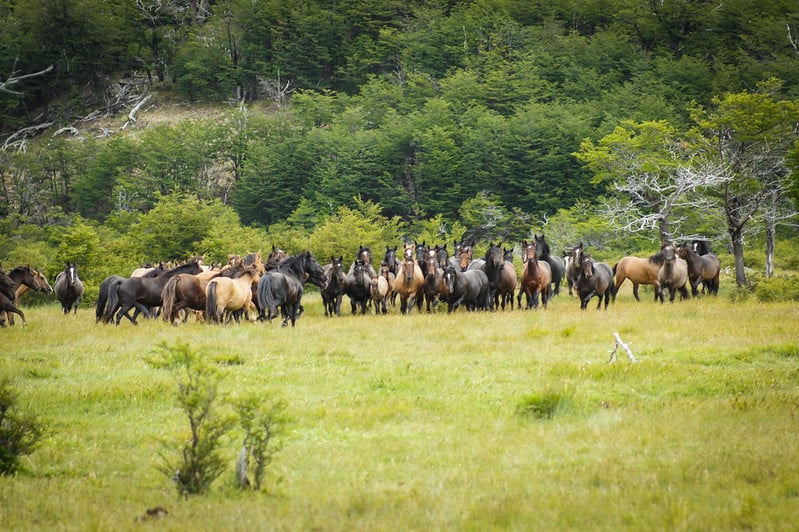 wild horse Patagonia