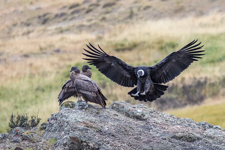 Birds to Look For in Torres del Paine