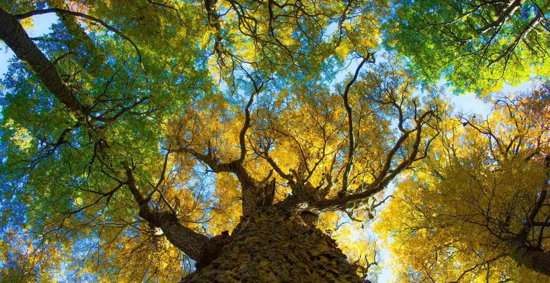 Big tree in Torres del Paine