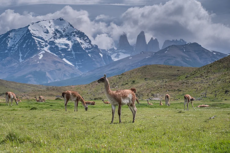 Guanaco in Torres del Paine