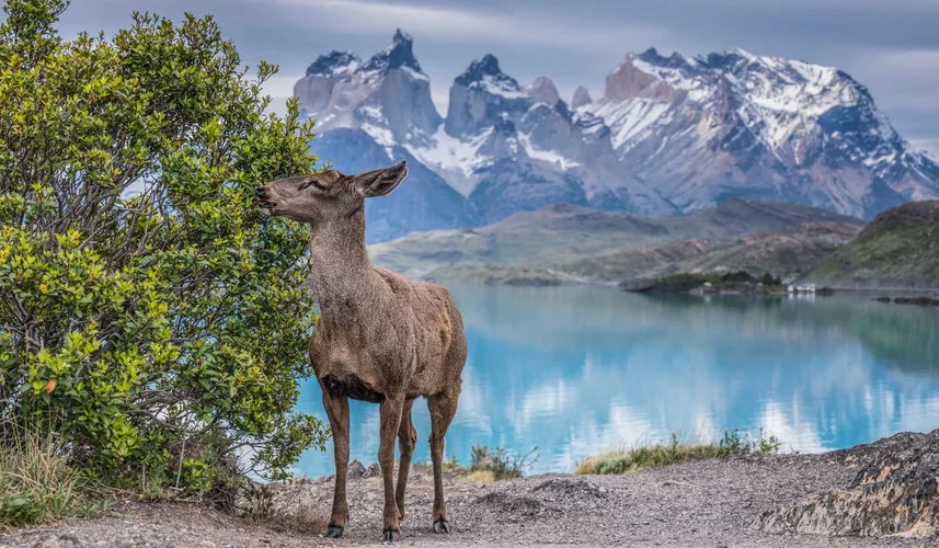 Torres del Paine National Park huemul