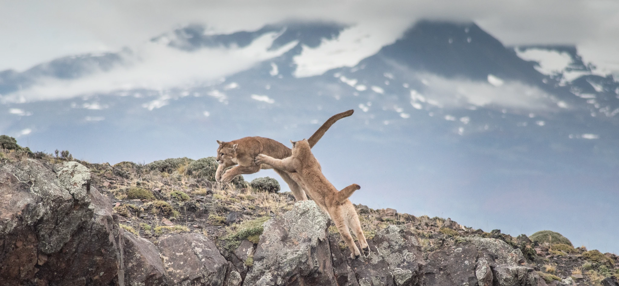 Puma Tracking - Torres del Paine 