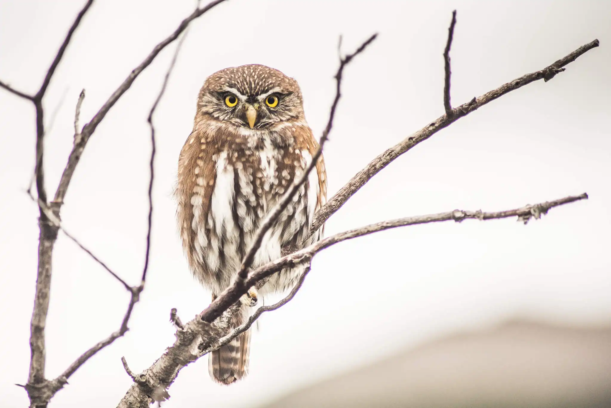 Pygmy Owl - Chuncho