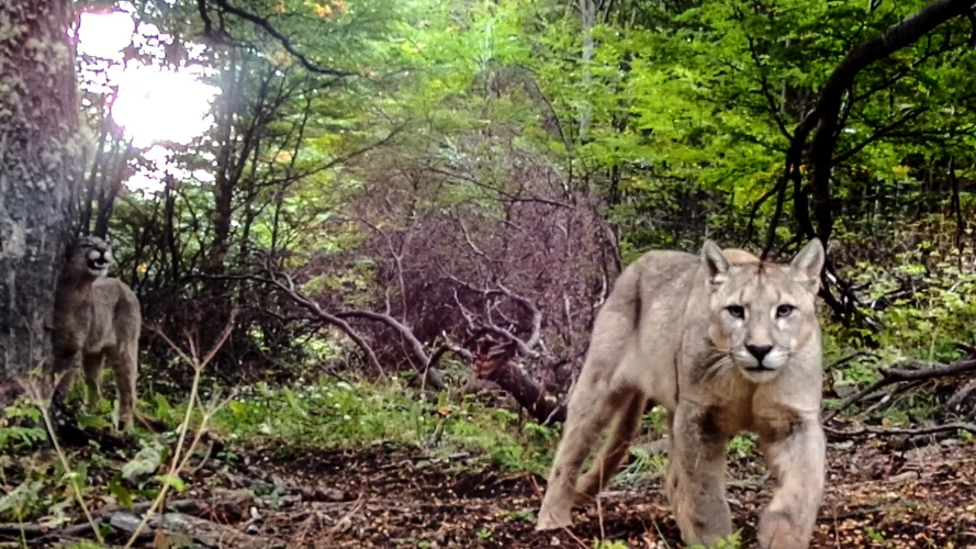 Camera Traps Patagonia