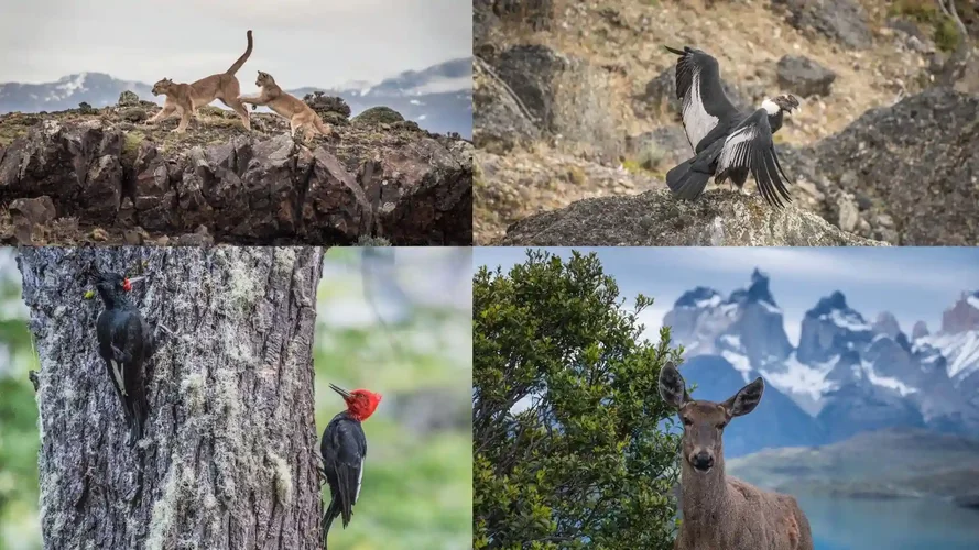 Wildlife of Torres del Paine